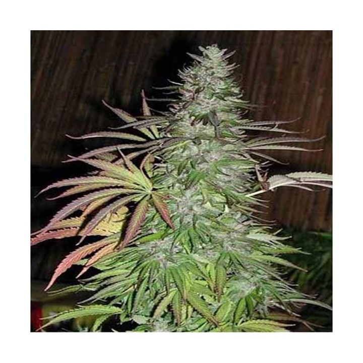 Sugarloaf Regular de Cannabiogen Seeds