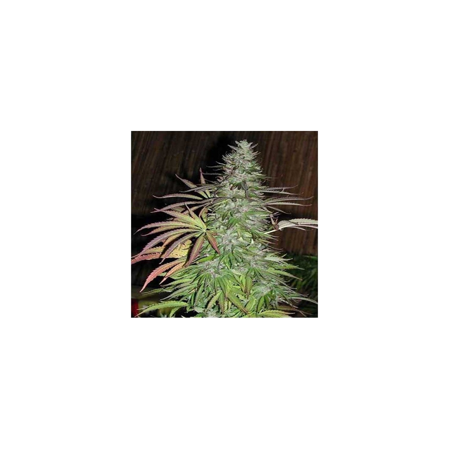 Sugarloaf Regular de Cannabiogen Seeds
