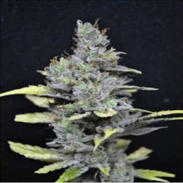 Medi Haze Feminizada de CBD Crew Seeds