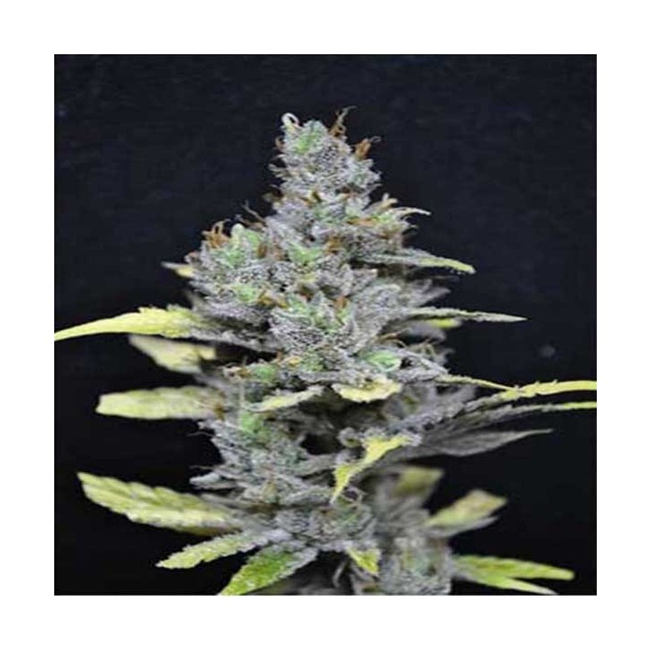 Medi Haze Feminizada de CBD Crew Seeds
