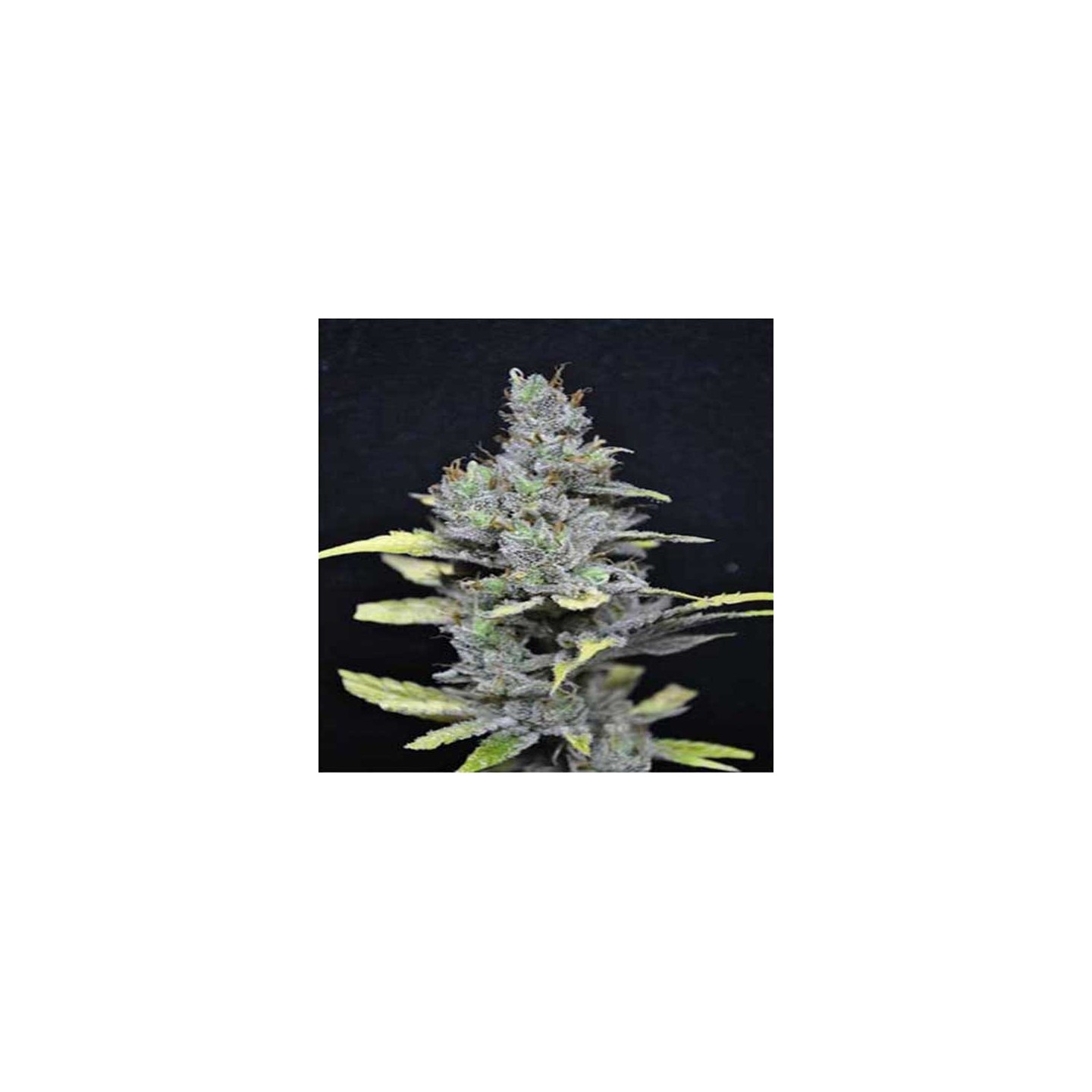 Medi Haze Feminizada de CBD Crew Seeds