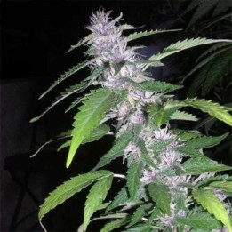 Sandstorm Feminizada de Cannabiogen Seeds