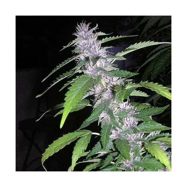 Sandstorm Feminizada de Cannabiogen Seeds