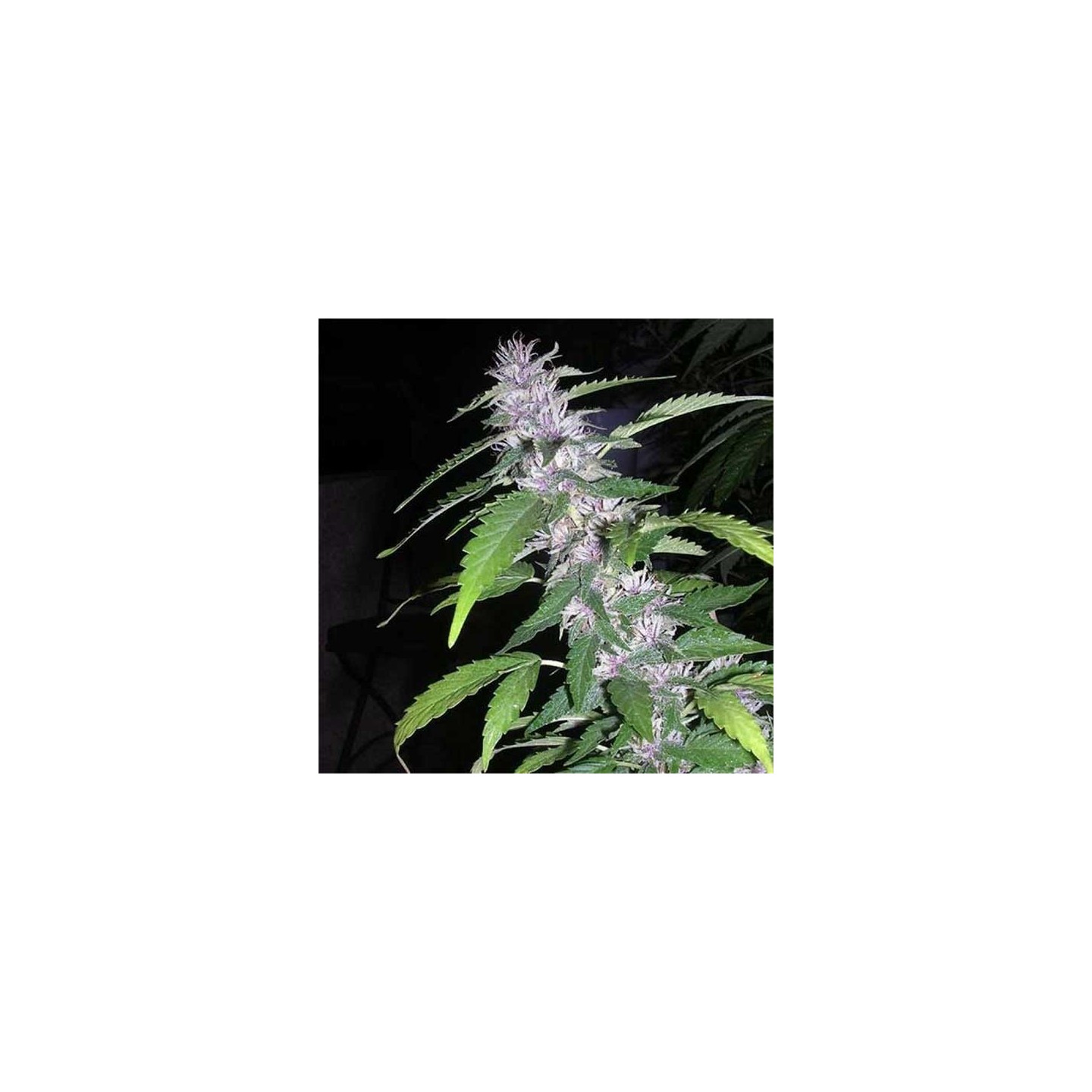 Sandstorm Feminizada de Cannabiogen Seeds