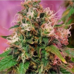 OG Kush Feminizada de CBD Crew Seeds