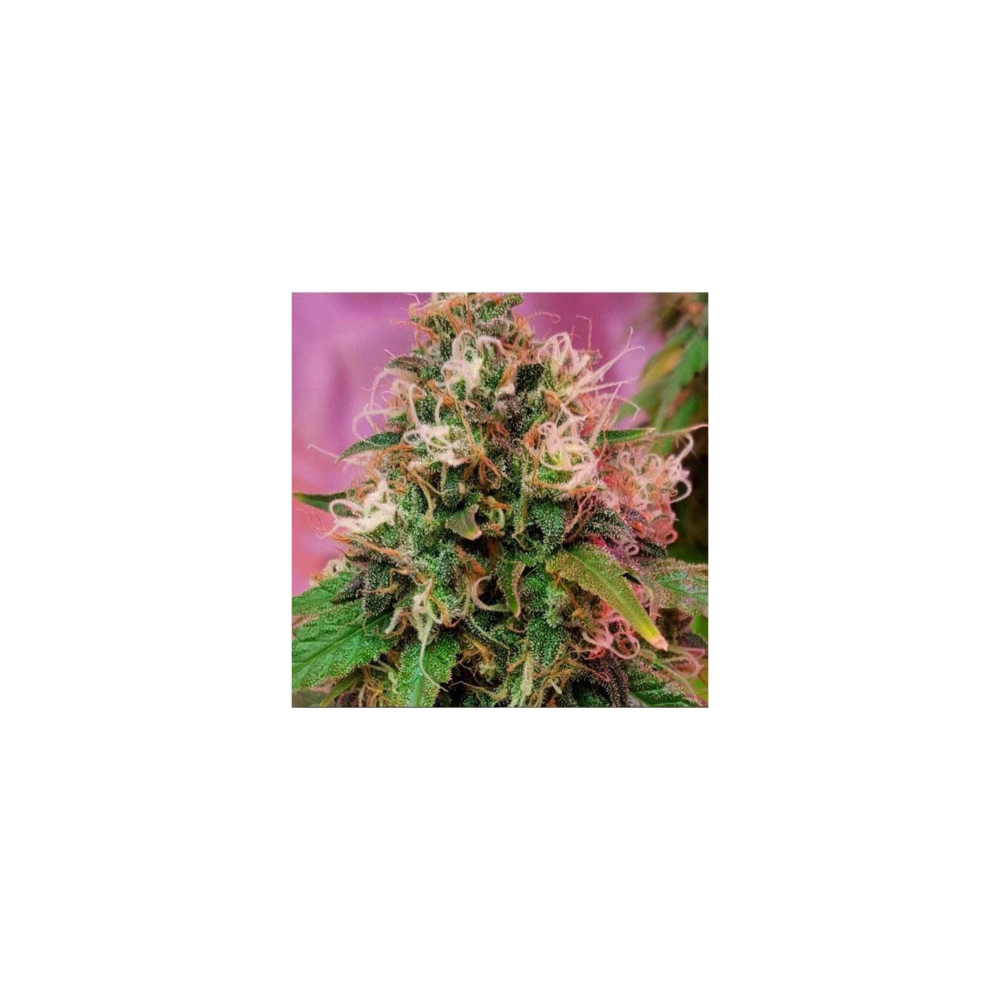 OG Kush Feminizada de CBD Crew Seeds