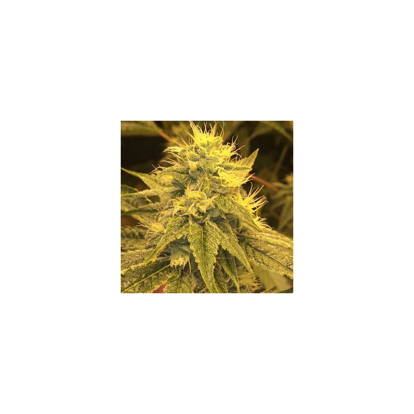 Divine Regular de CBD Crew Seeds