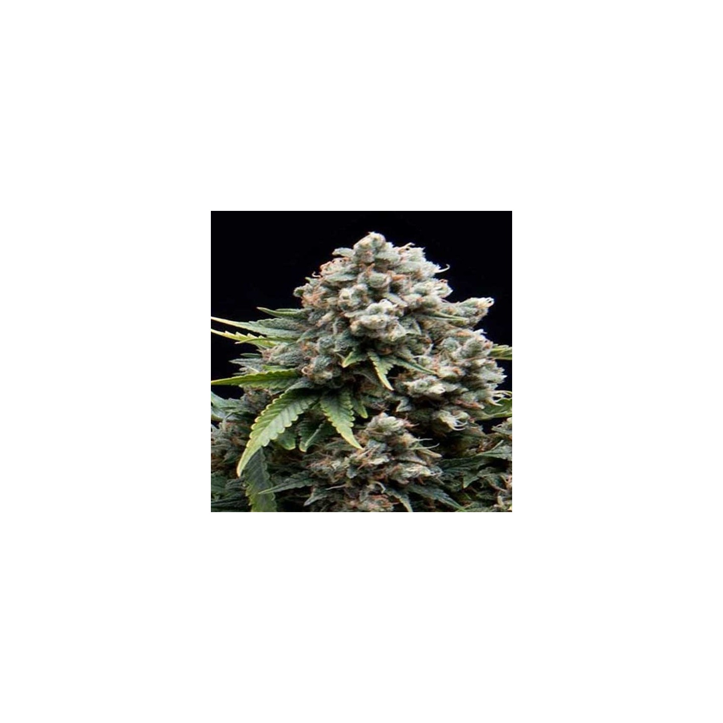 AK Autofloreciente Feminizada de Cbd Seeds