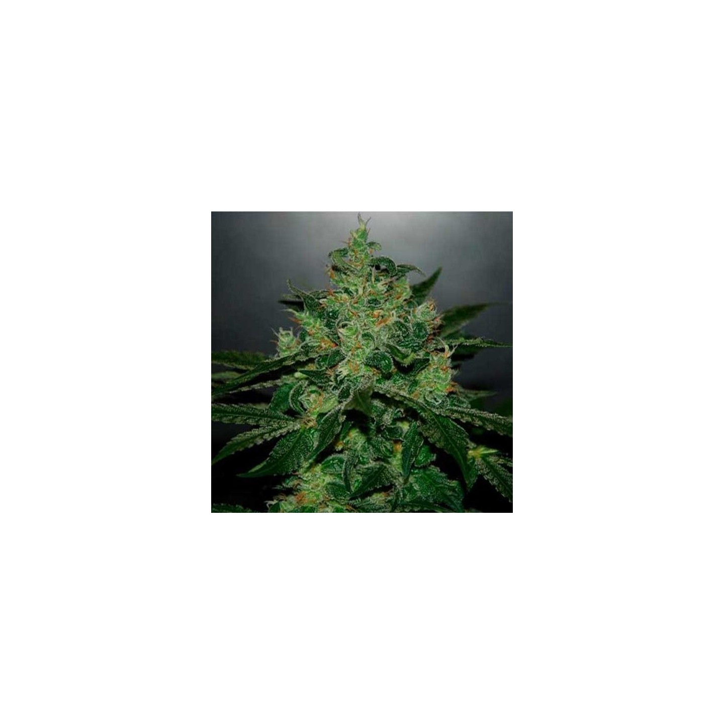 Critical Jack Herer Autofloreciente Feminizada de Delicious