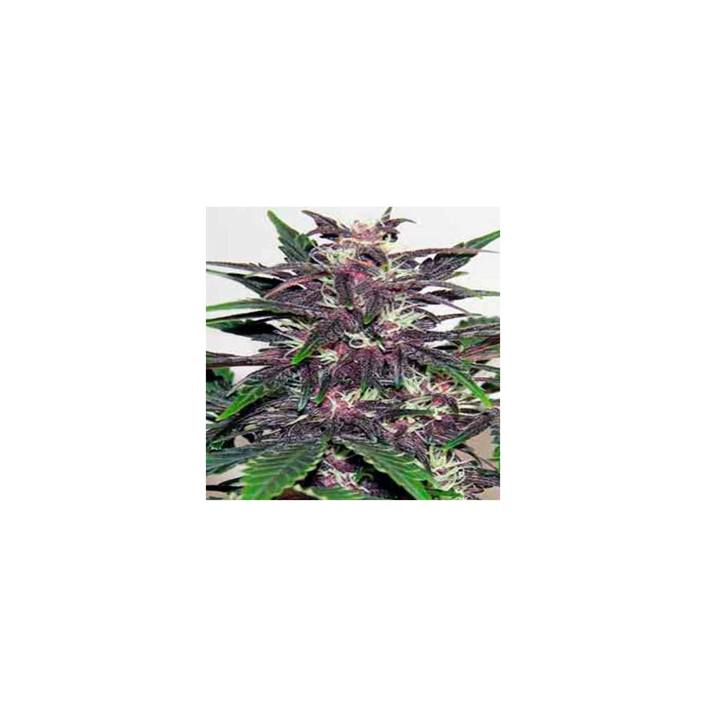Dark Purple Autofloreciente Feminizada de Delicious