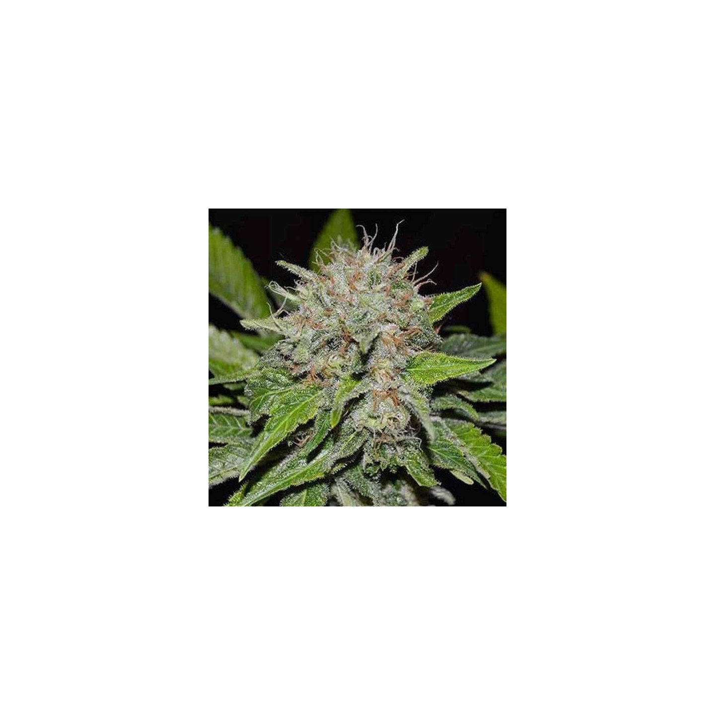 Deep Mandarine CBD FAMILY - Feminizada de Delicious