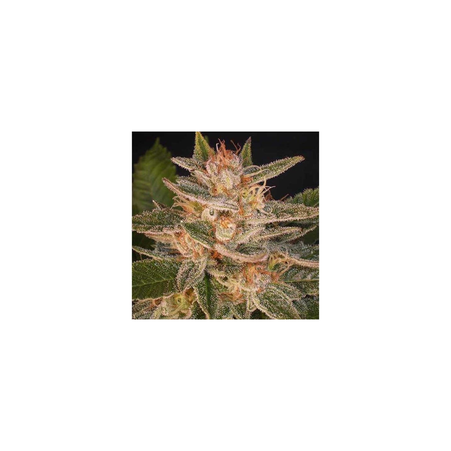 Delicious Candy (Indica Line) Feminizada de Delicious
