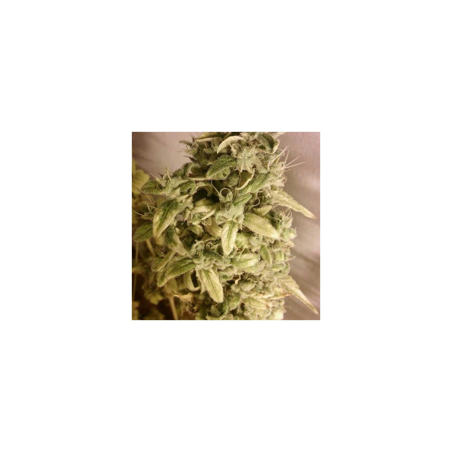 Unknow Kush Regular de Delicious