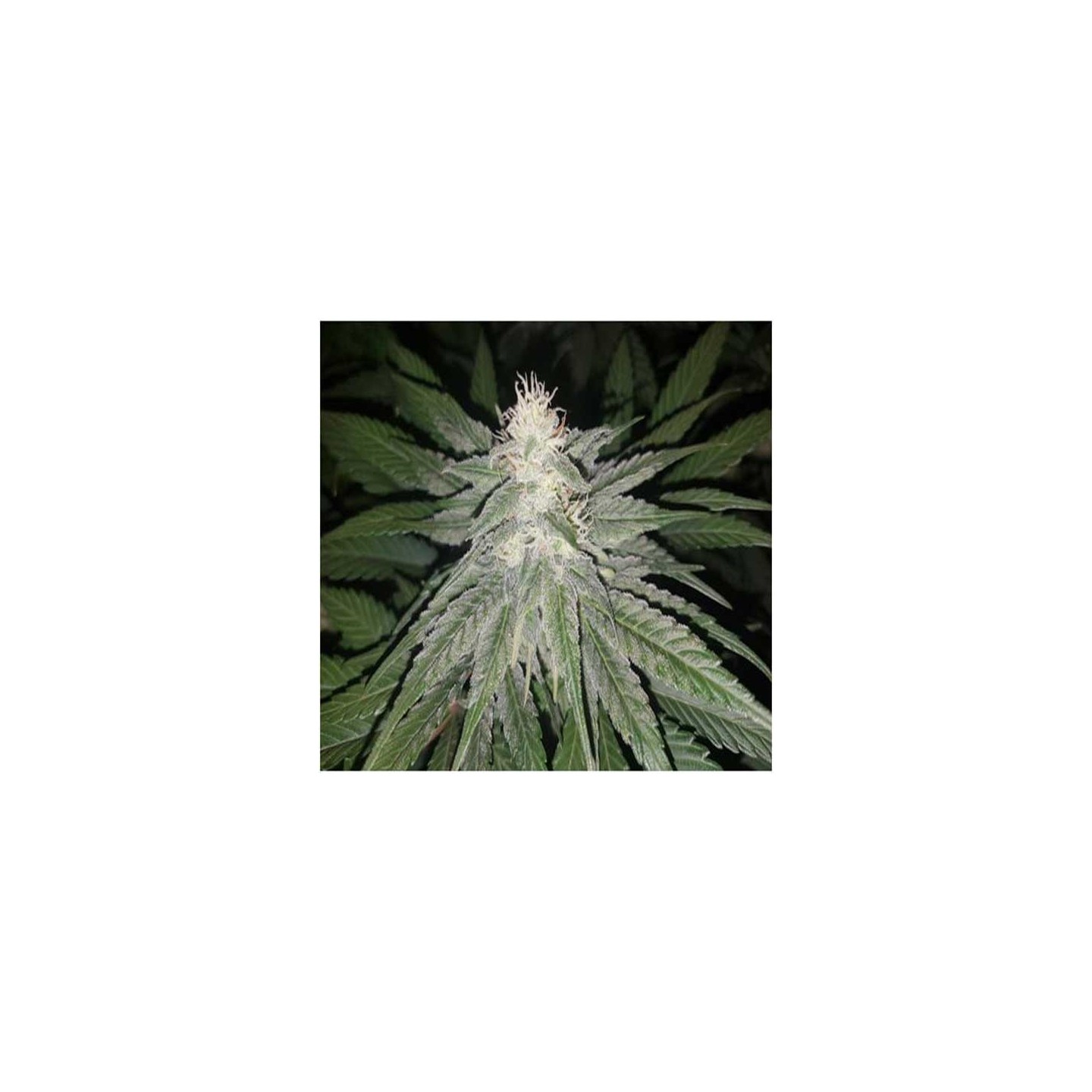 Eleven Roses (Indica Line) Feminizada de Delicious