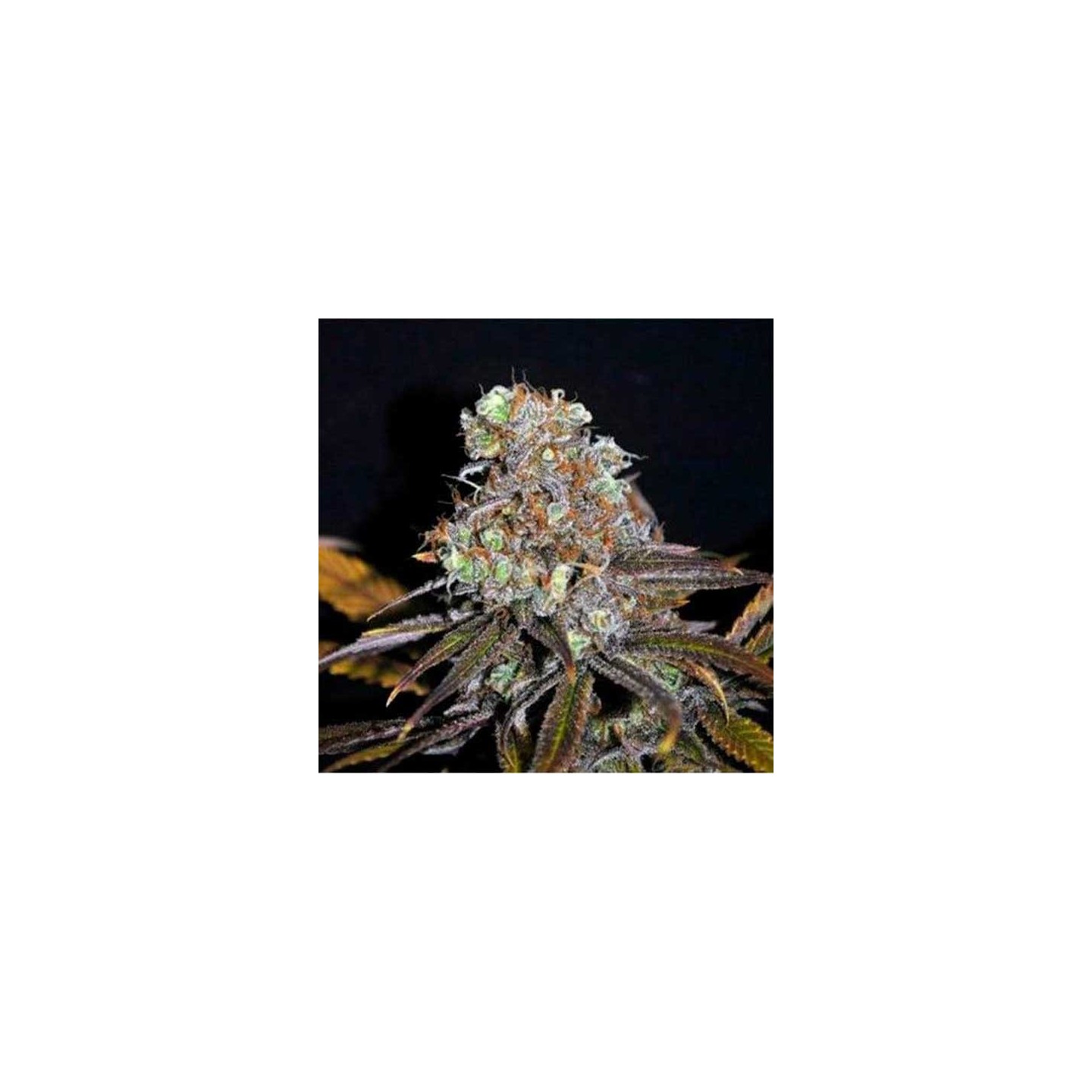 Golosa (Indica Line) Feminizada de Delicious