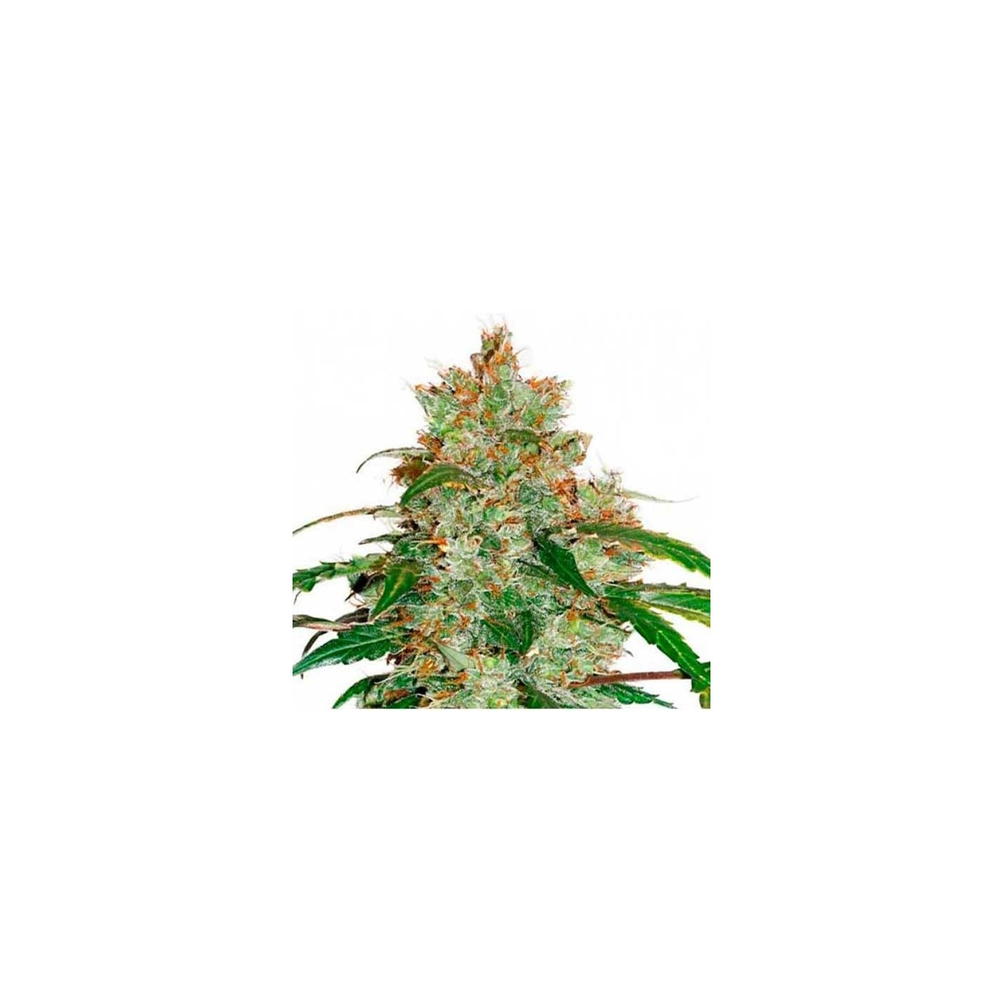 Honeybells CBD Feminizada de Delicious