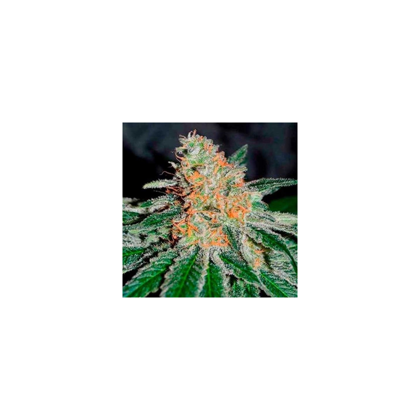 Jagg Kush (Sativa Line) Feminizada de Delicious