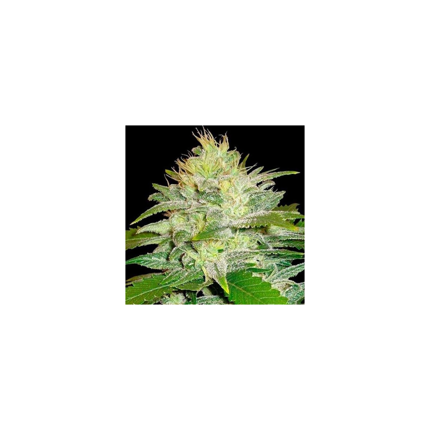 Original Juan Herer Regular de Delicious