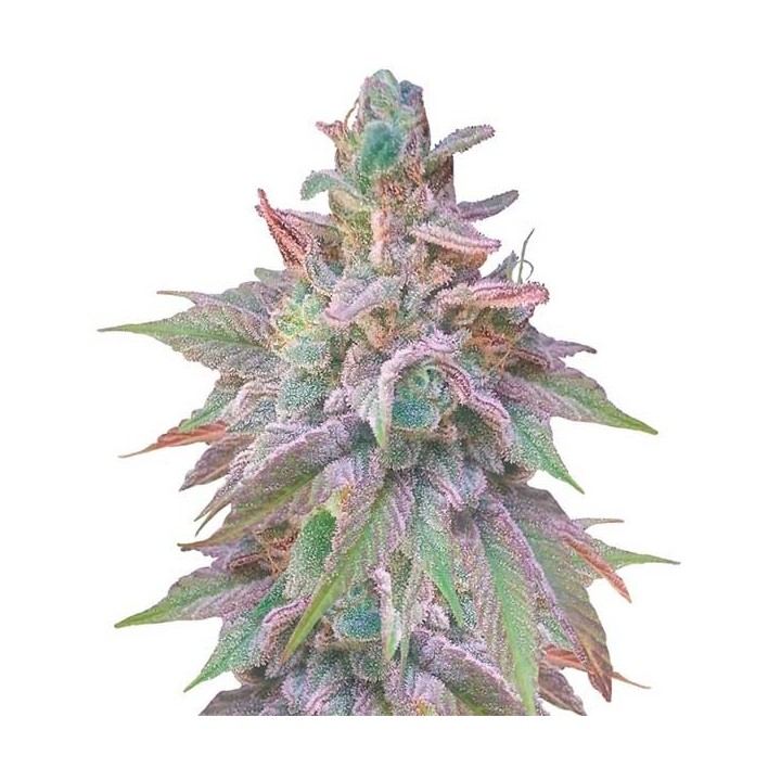 Unknow Kush (Indica Line) Feminizada de Delicious