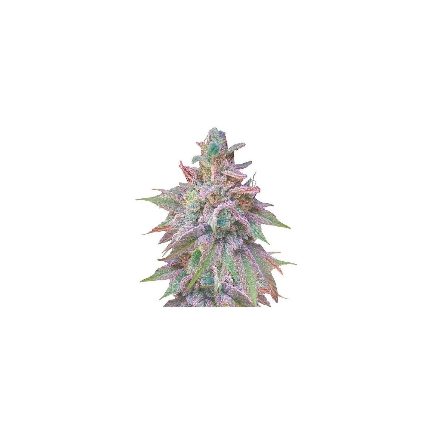 Unknow Kush (Indica Line) Feminizada de Delicious