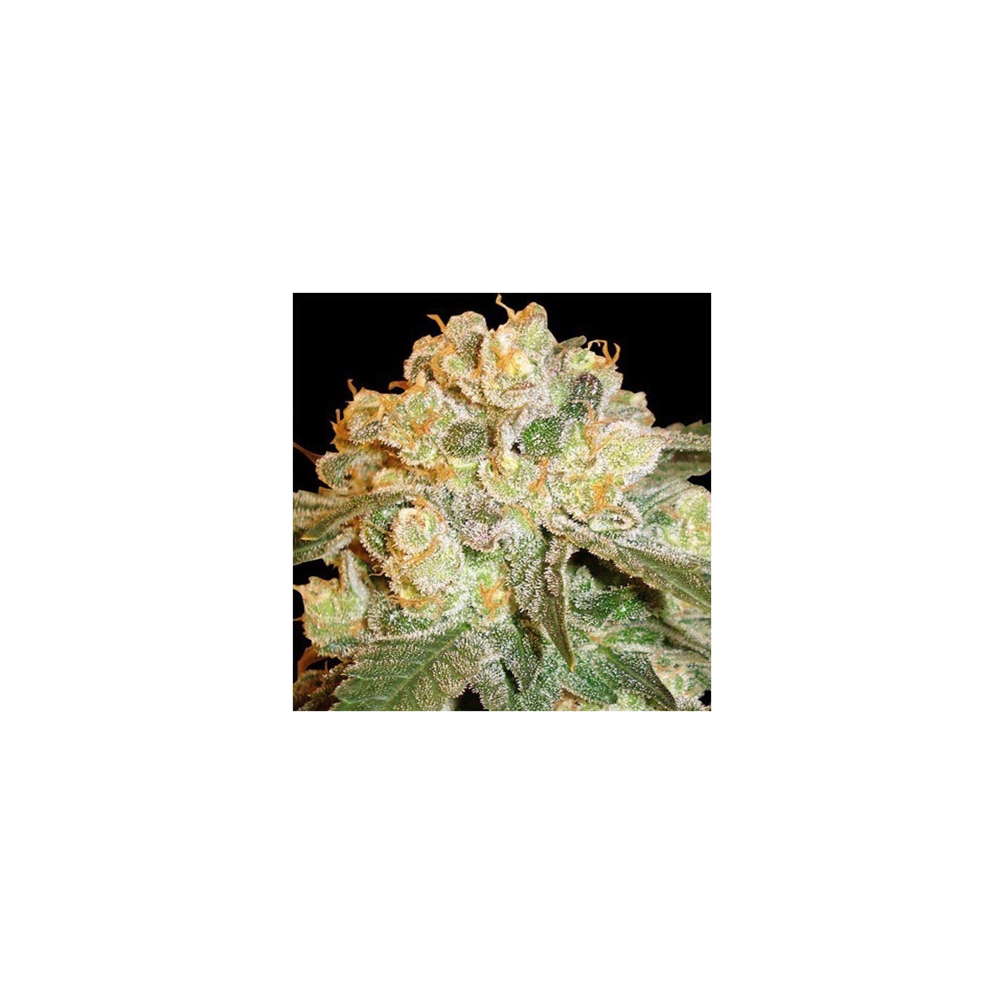 Marmalate Regular de Delicious