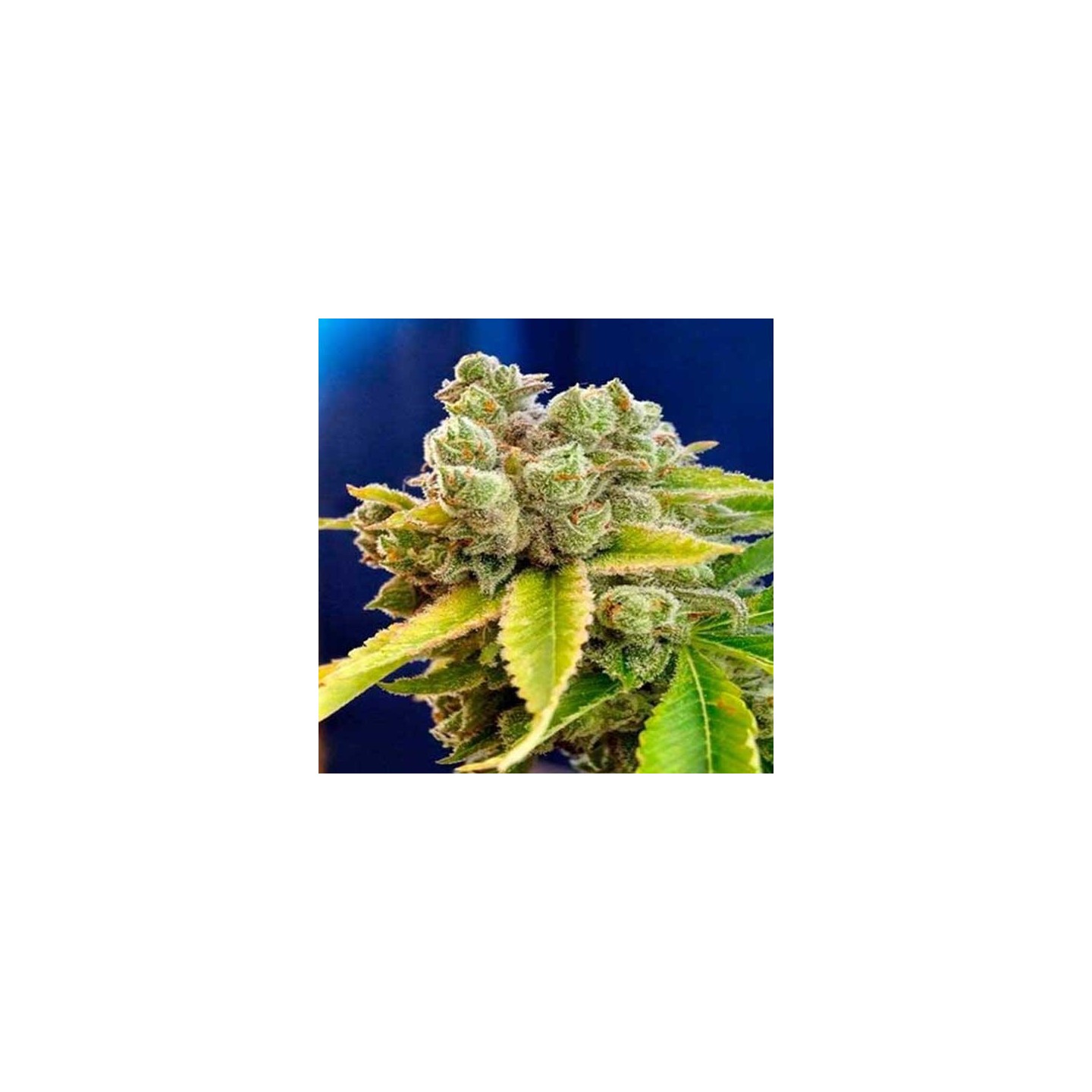 Casey Jones Regular de Devils Harvest Seeds