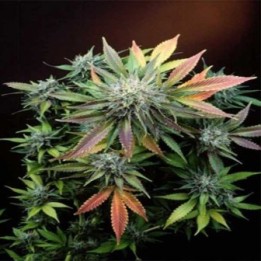 Canna Sutra Regular de 