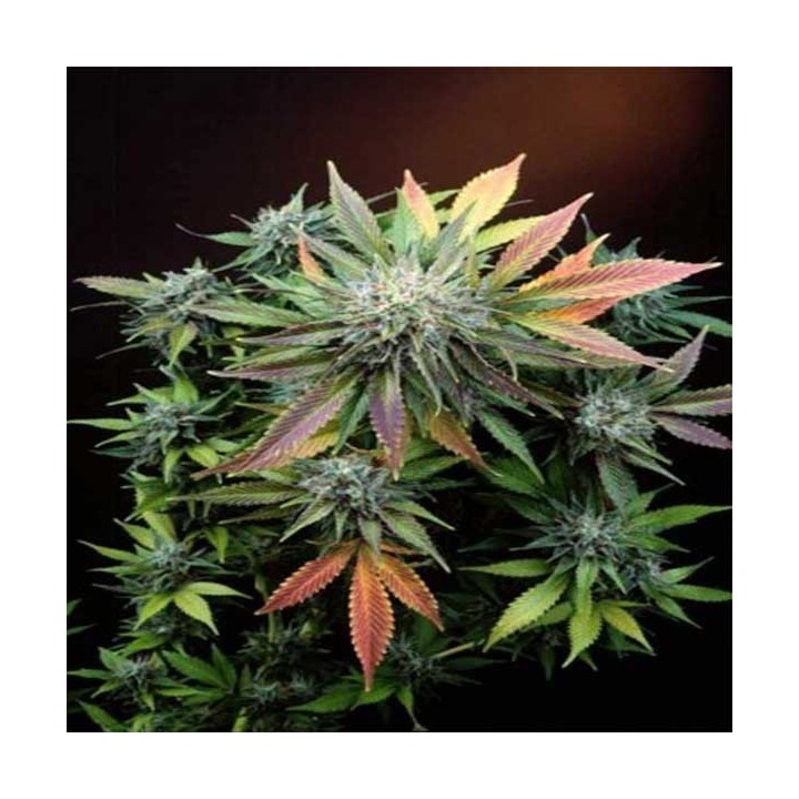 Canna Sutra Regular de 