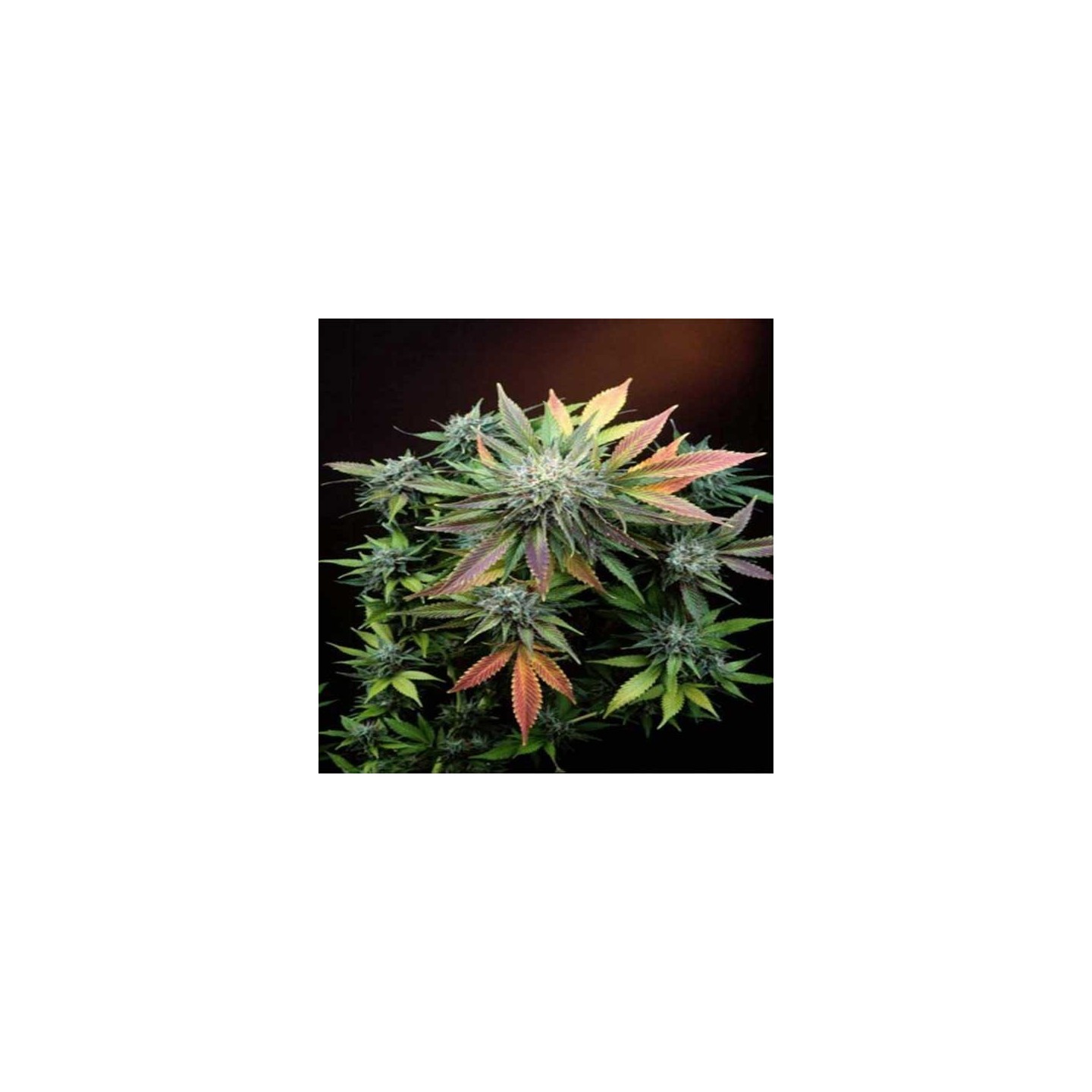 Canna Sutra Regular de 