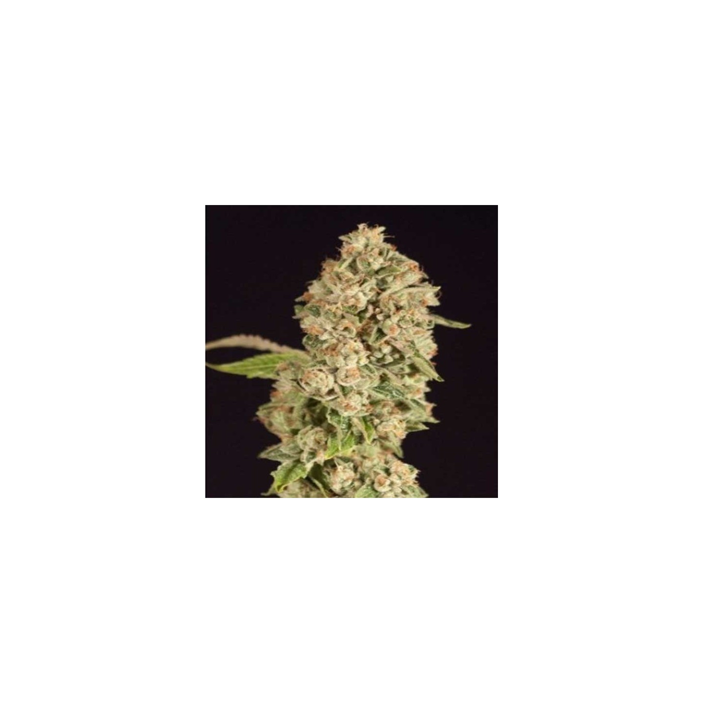 OG Reek'N Regular de Devils Harvest Seeds