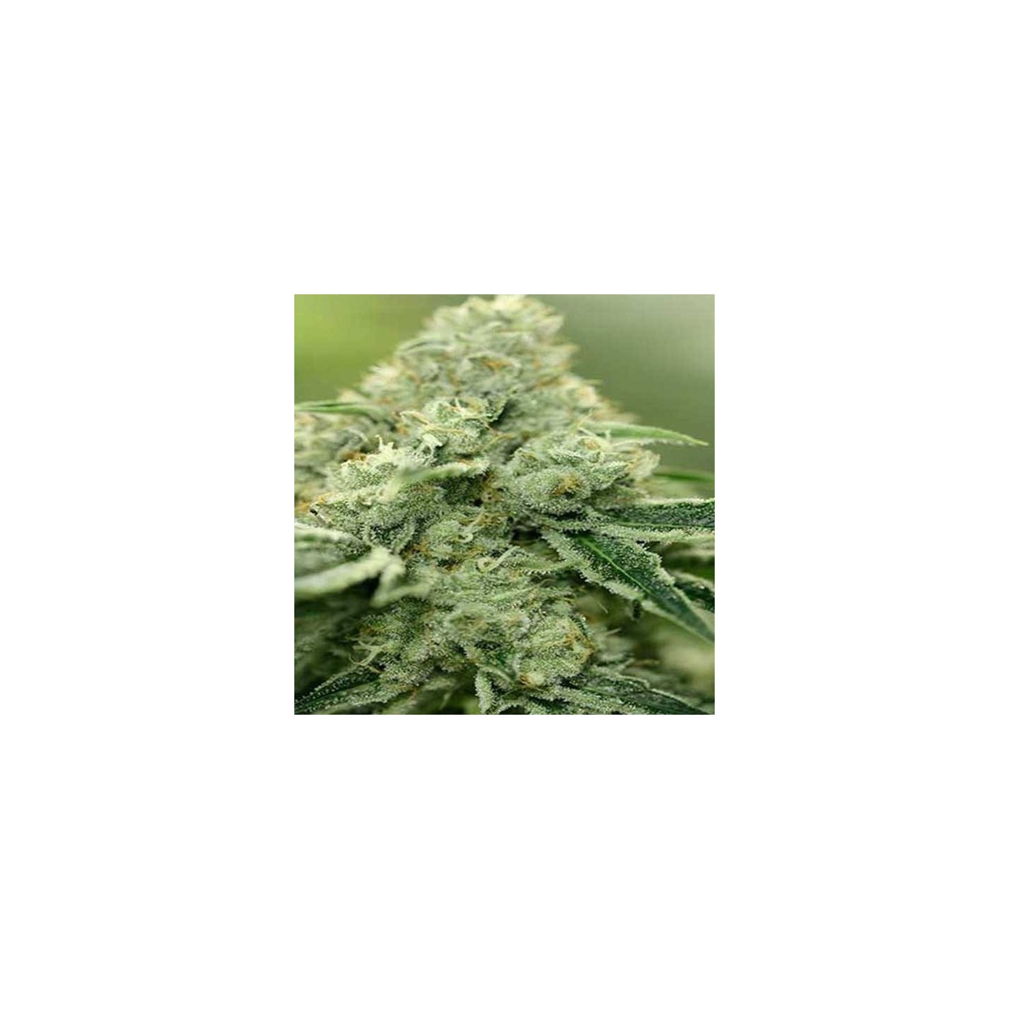 Rollex Og Kush Regular de Devils Harvest Seeds