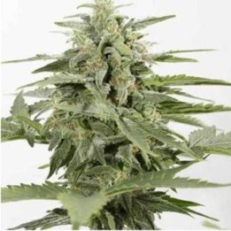 Industrial Plant CBD Autofloreciente Feminizada de Dinafem
