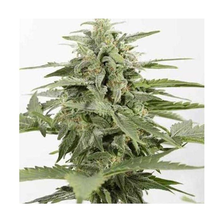 Industrial Plant CBD Autofloreciente Feminizada de Dinafem
