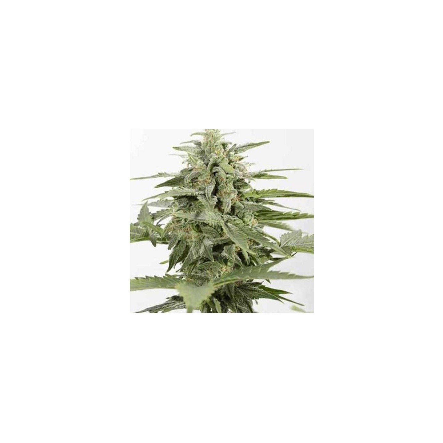 Industrial Plant CBD Autofloreciente Feminizada de Dinafem