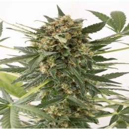 Kush&Cheese Autofloreciente Feminizada de Dinafem