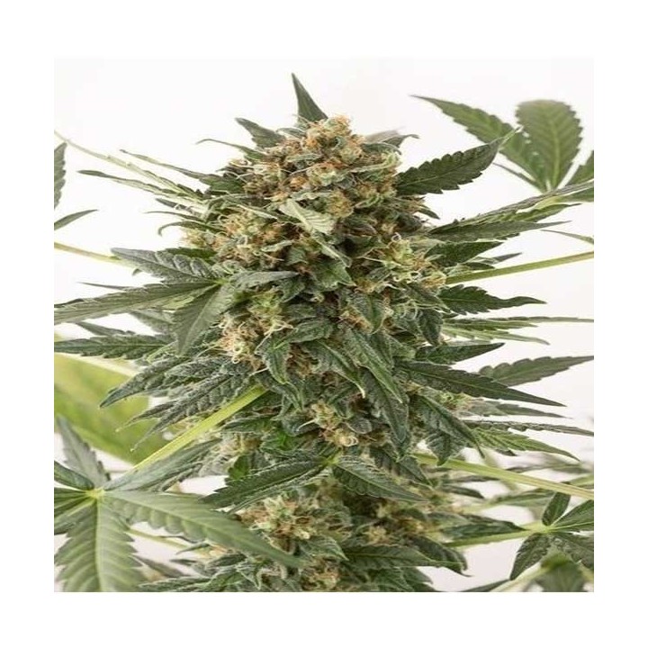 Kush&Cheese Autofloreciente Feminizada de Dinafem