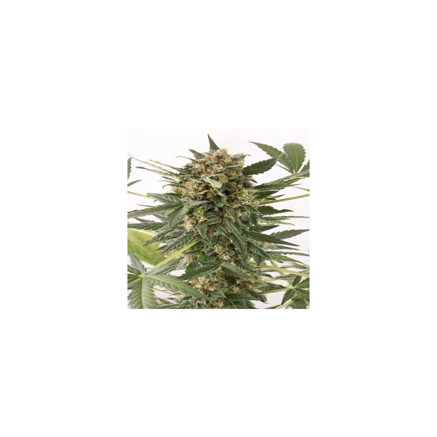 Kush&Cheese Autofloreciente Feminizada de Dinafem