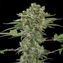 Moby Dick N2 Feminizada de Dinafem