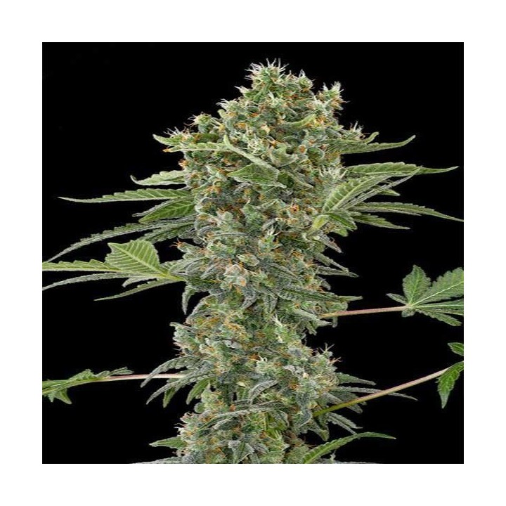 Moby Dick N2 Feminizada de Dinafem