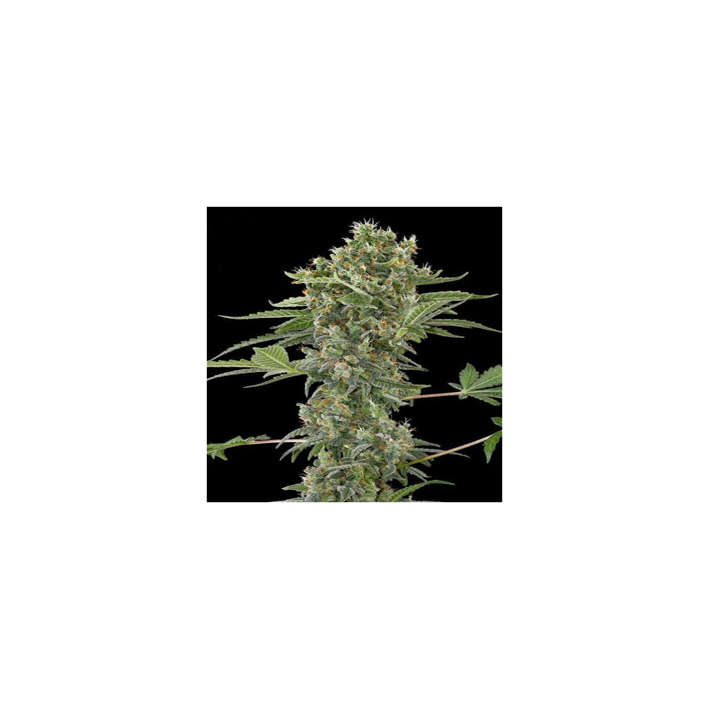 Moby Dick N2 Feminizada de Dinafem