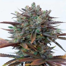 Purple Orange CBD Feminizada de Dinafem