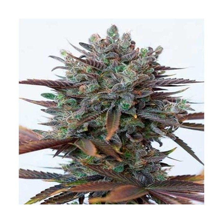 Purple Orange CBD Feminizada de Dinafem