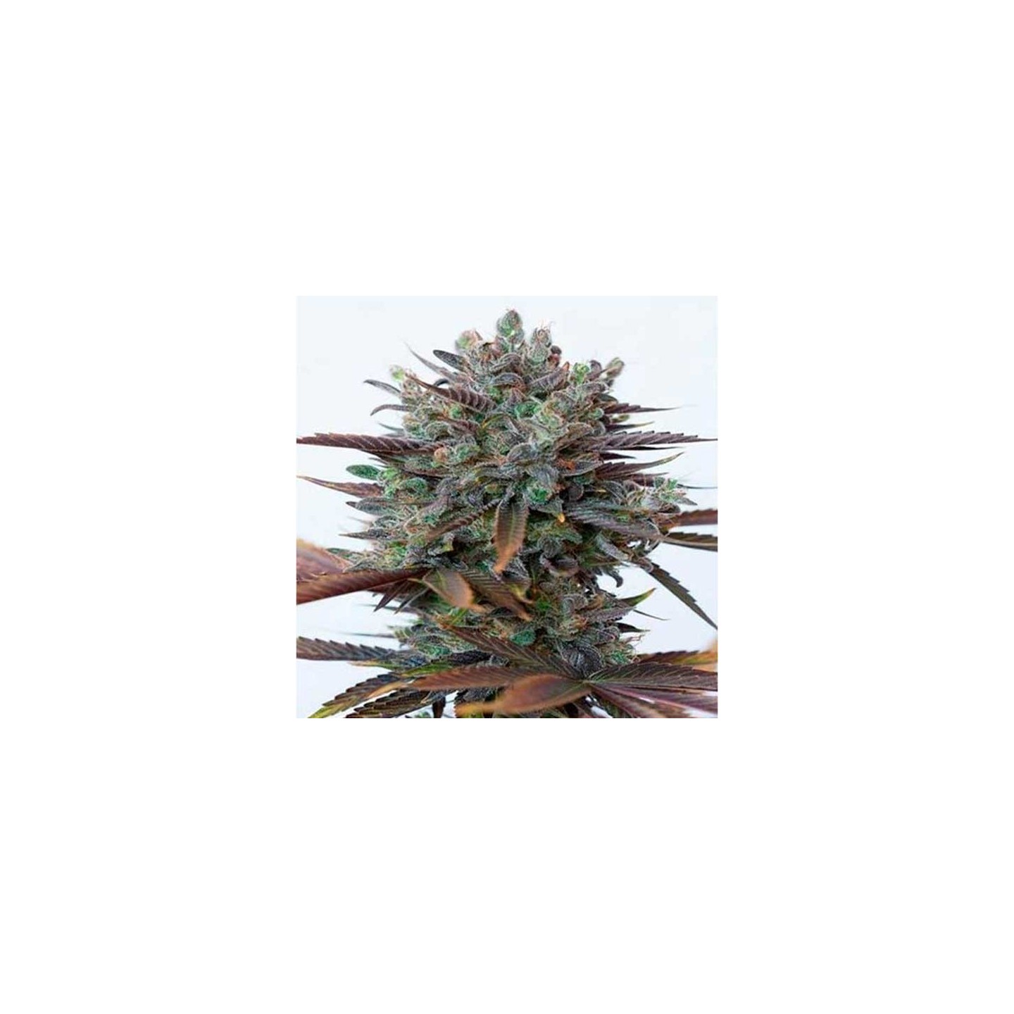 Purple Orange CBD Feminizada de Dinafem