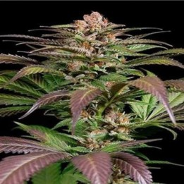 Purps N1 Feminizada de Dinafem