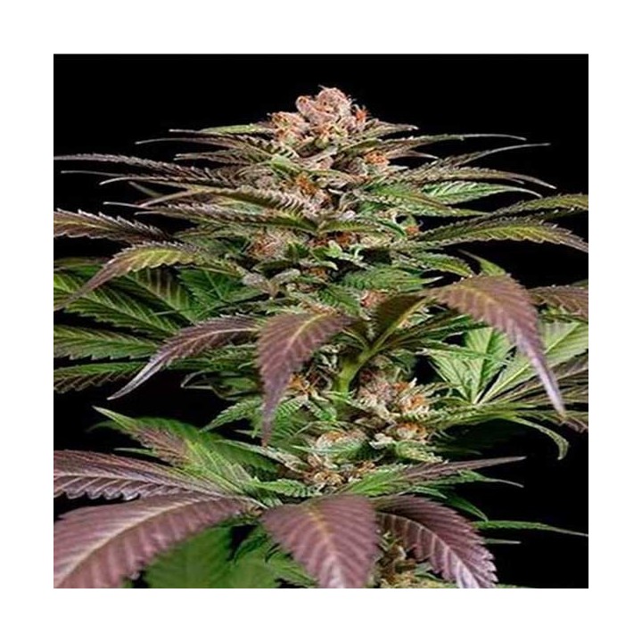 Purps N1 Feminizada de Dinafem
