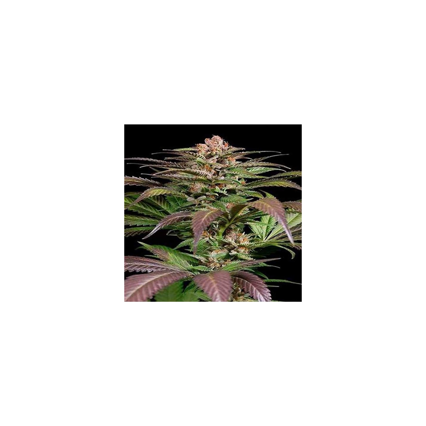 Purps N1 Feminizada de Dinafem