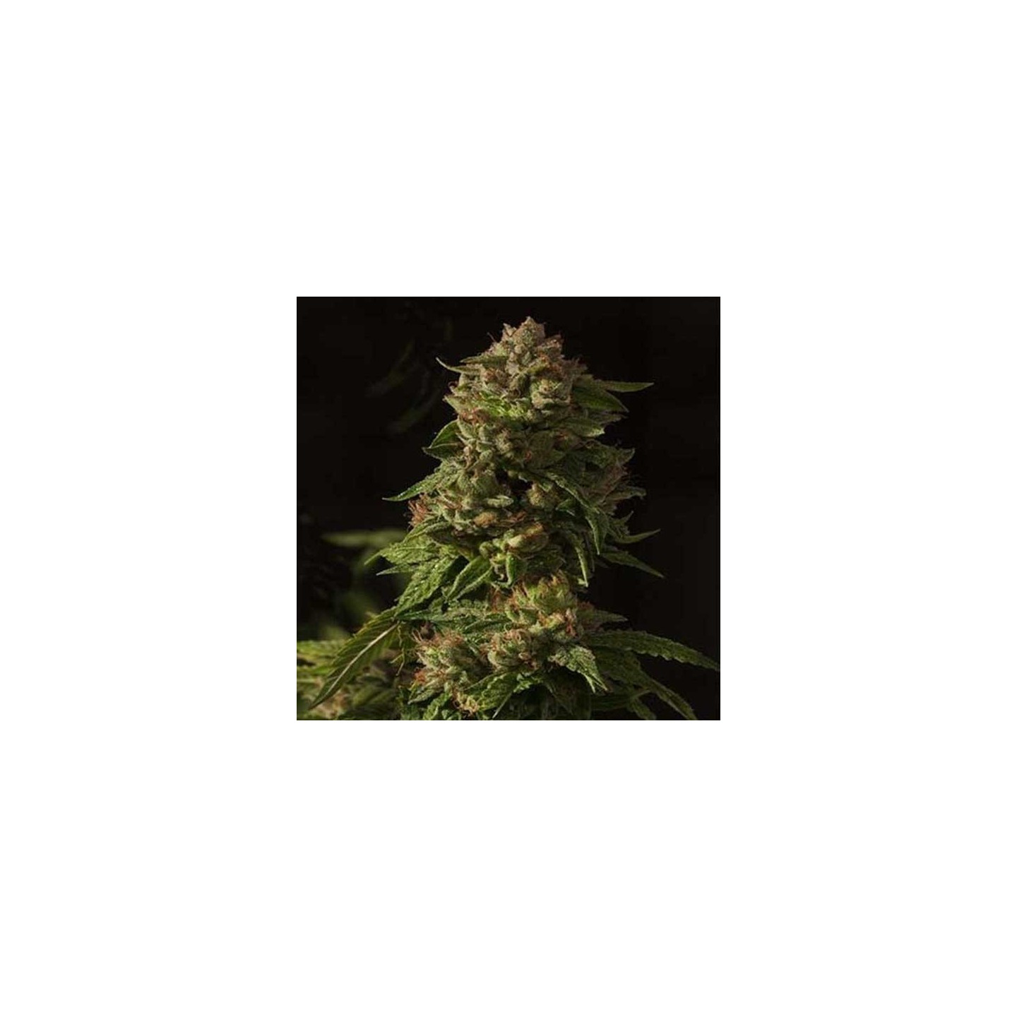 Devil's Glue Feminizada de Devils Harvest Seeds