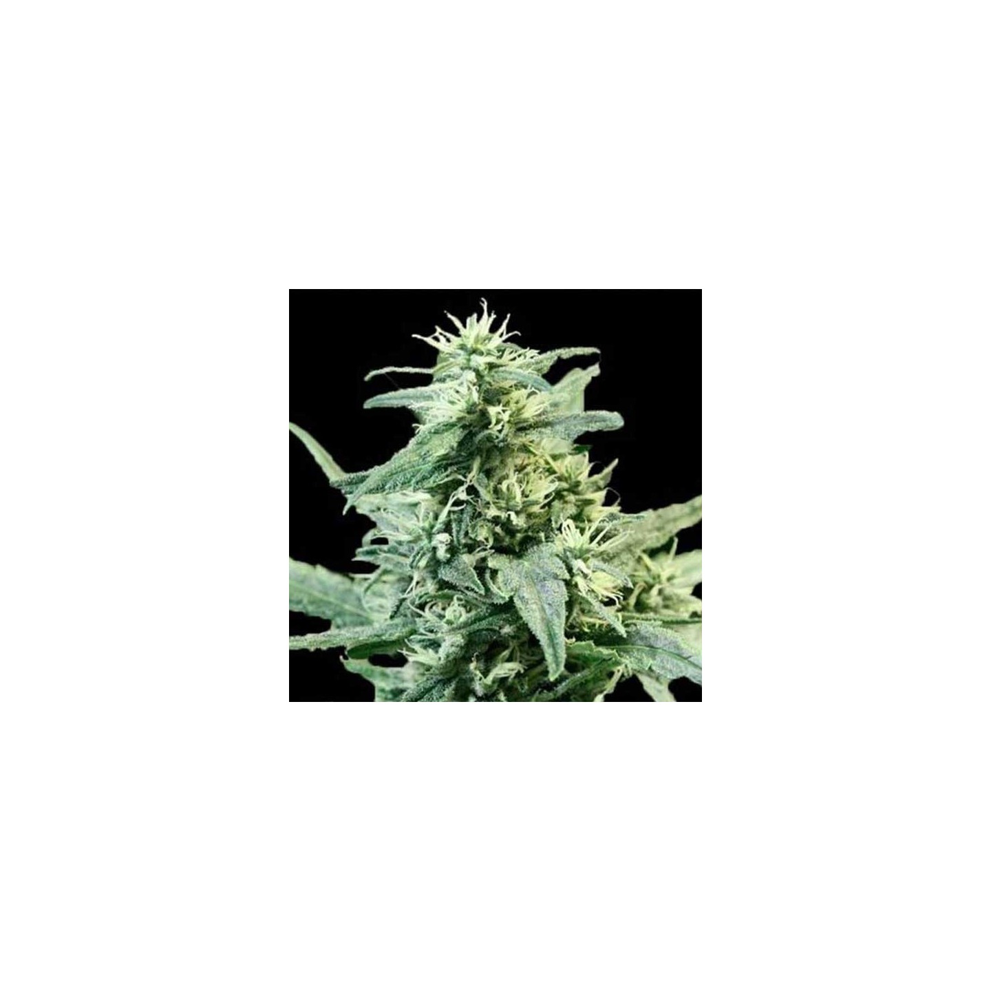 Golden Haze Feminizada de Devils Harvest Seeds
