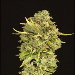 Hell´S Bells Feminizada de Devils Harvest Seeds