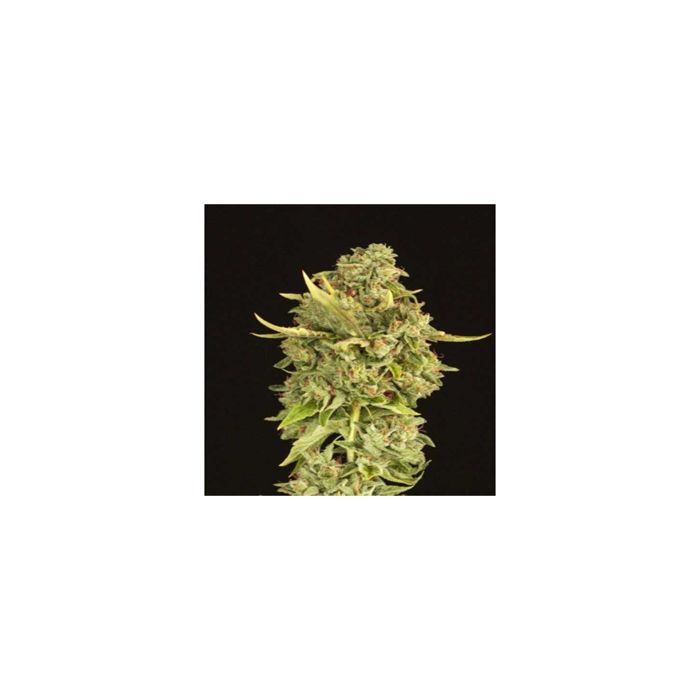 Hell´S Bells Feminizada de Devils Harvest Seeds